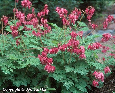 Dicentra Formosa-Ryhmä, 'Luxuriant'